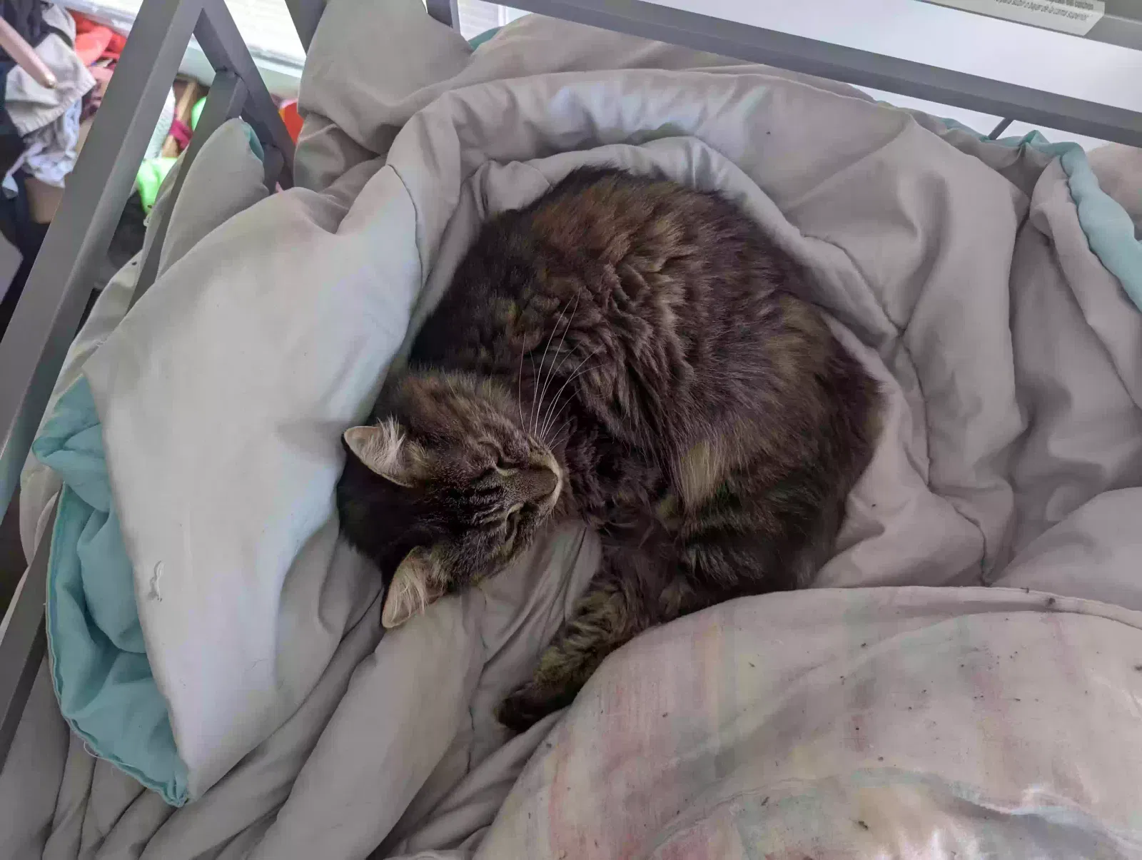 Lost cat in Greensboro, NC, 27406