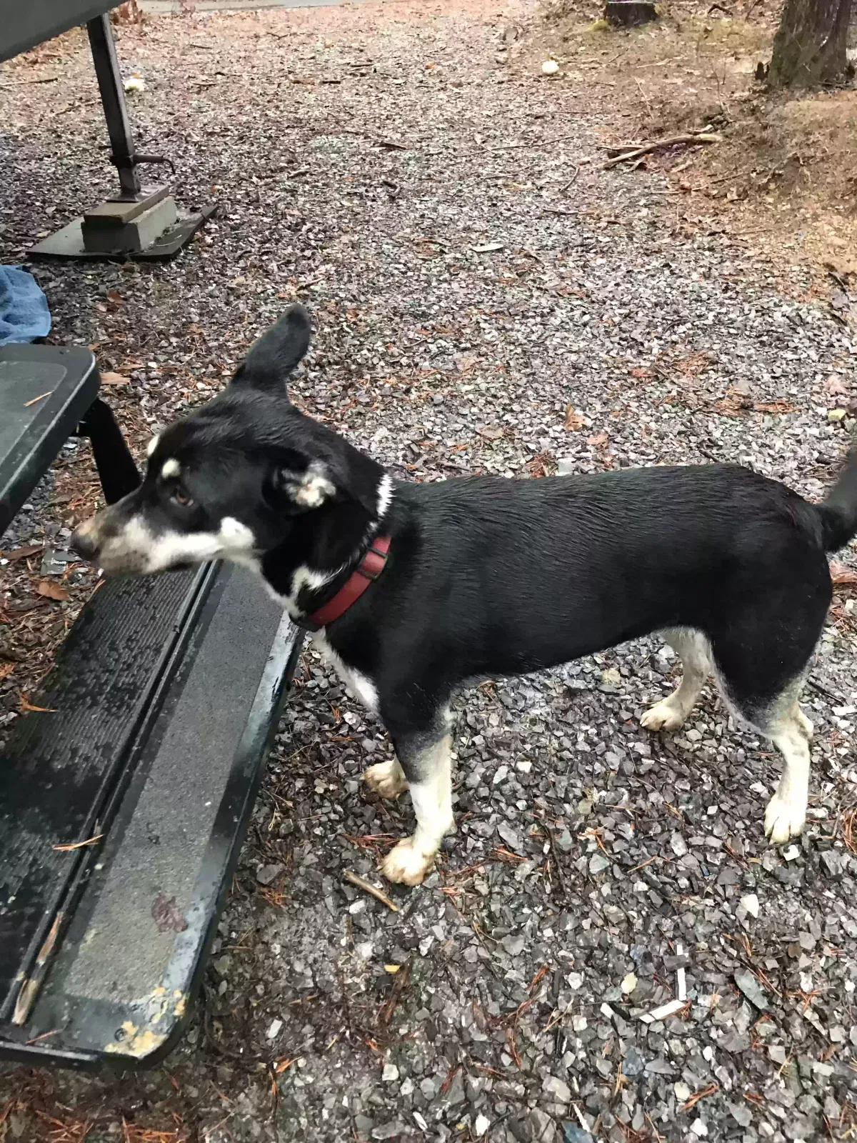 Found dog in Maryville, TN, 37801