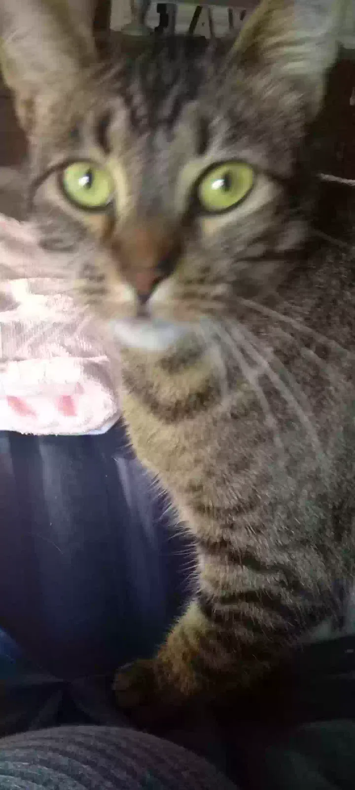 Lost cat in Goodyear, AZ, 85338