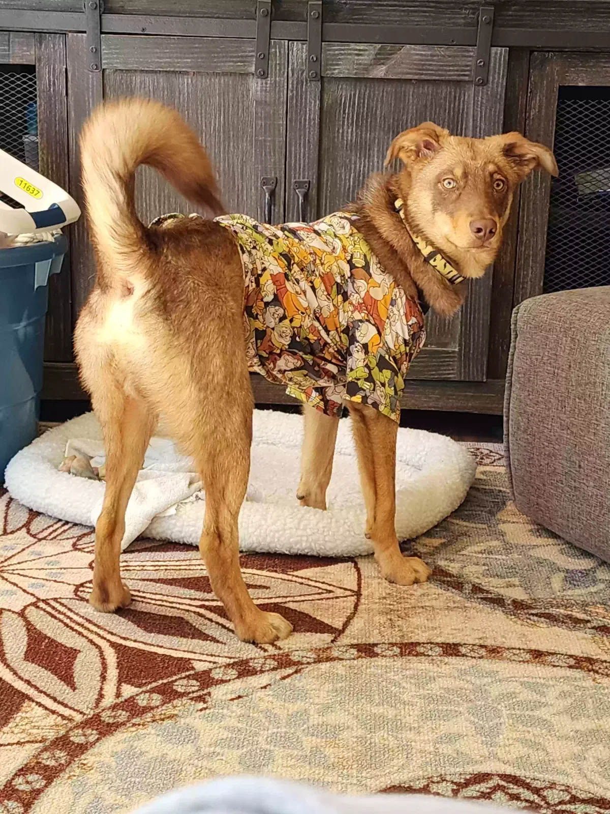 Lost dog in Knoxville, TN, 37938
