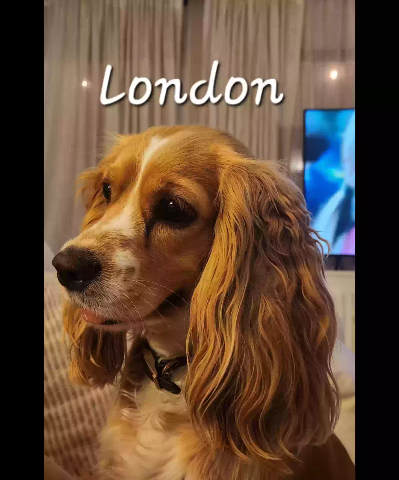 Lost dog in Chula Vista, CA, 91910