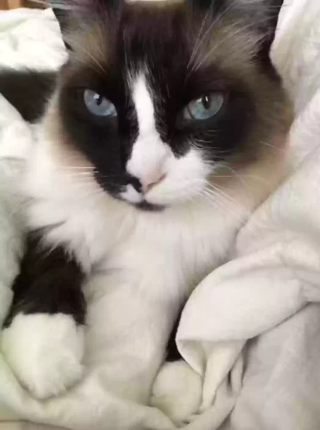 Lost cat in Vista, CA, 92083