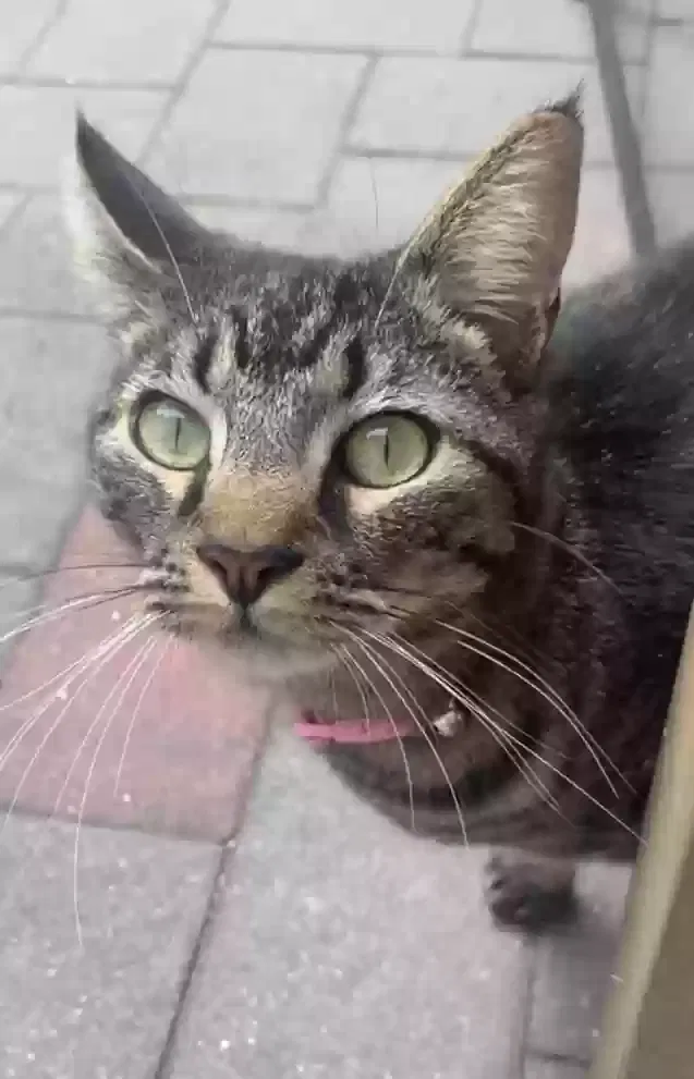 Lost cat in South Amboy, NJ, 8879