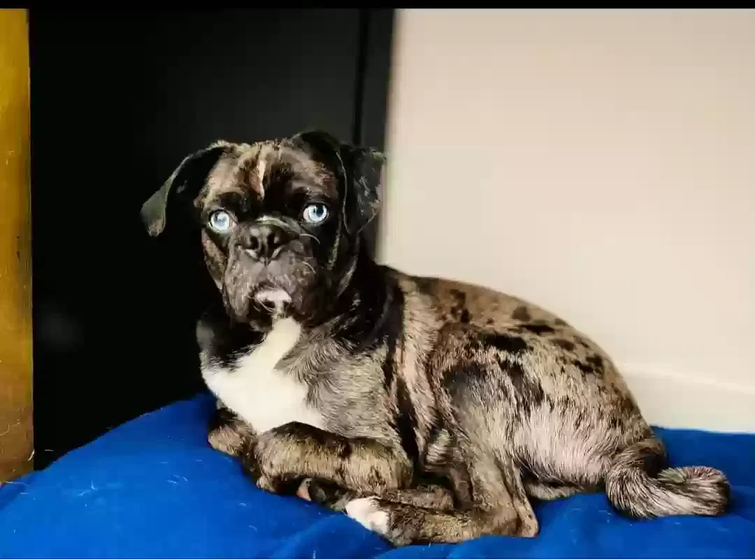 Lost dog in Lubbock, TX, 79407