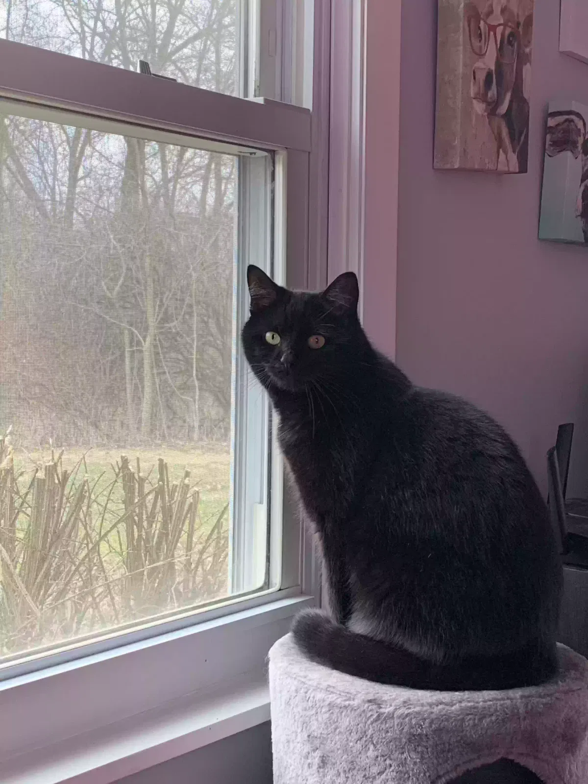 Lost cat in Powell, OH, 43065