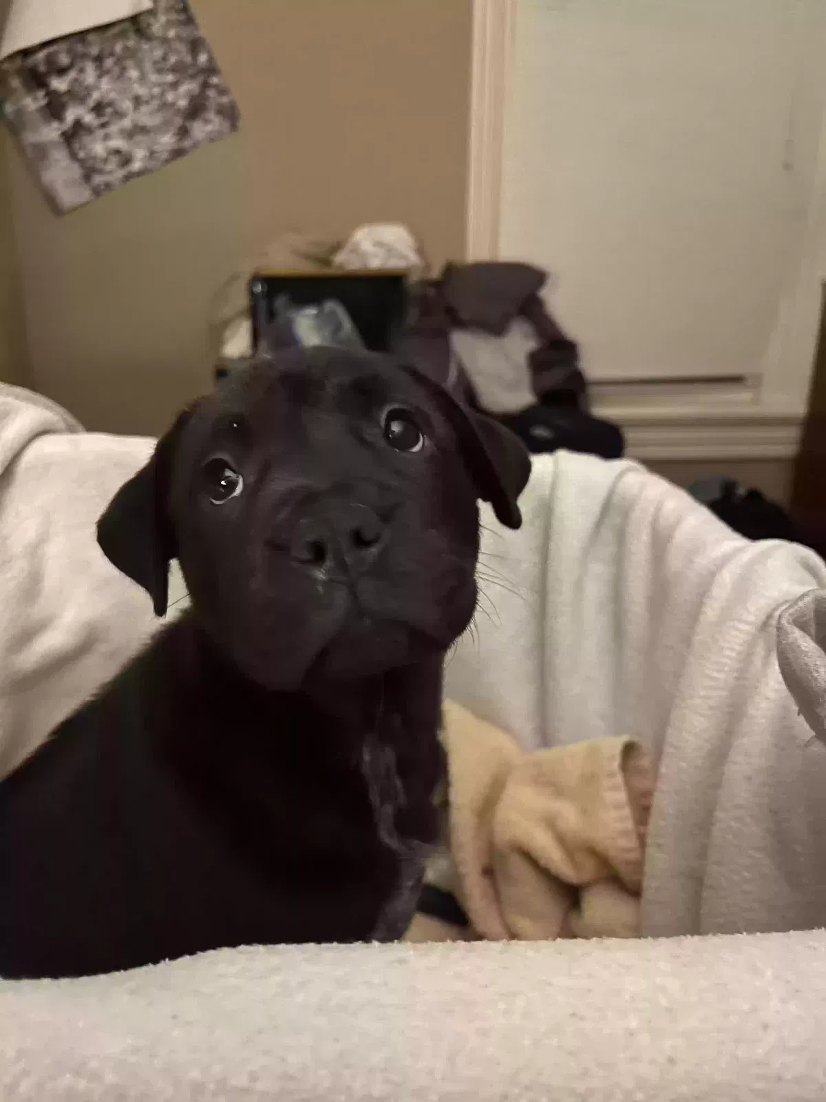 Found dog in Columbia, SC, 29201
