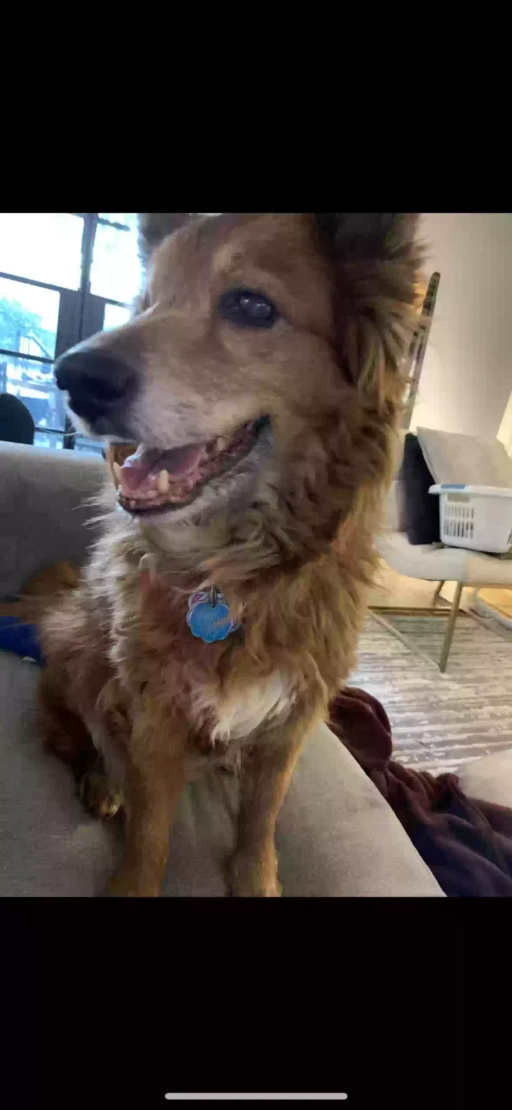 Lost dog in Houston, TX, 77018