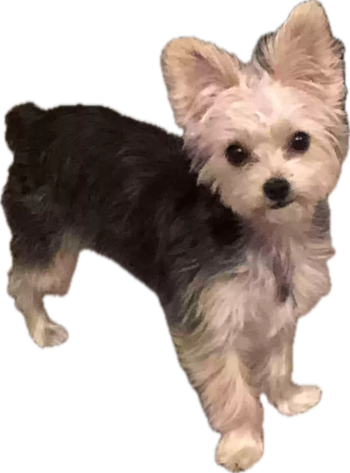 Lost dog in Spring, TX, 77386