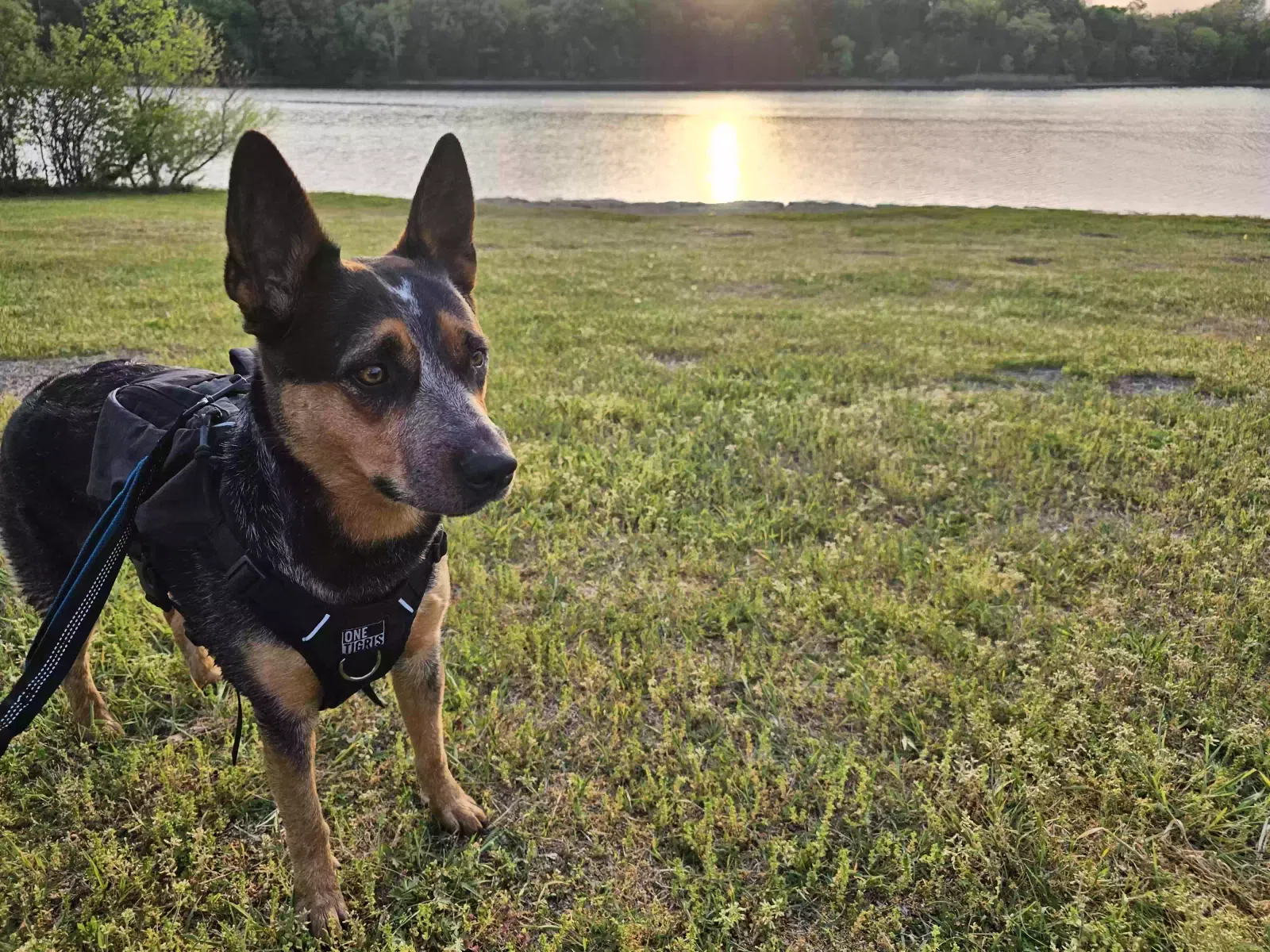 Lost dog in Laurel Fork, VA, 24352