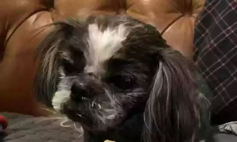 Lost dog in Fresno, OH, 43824