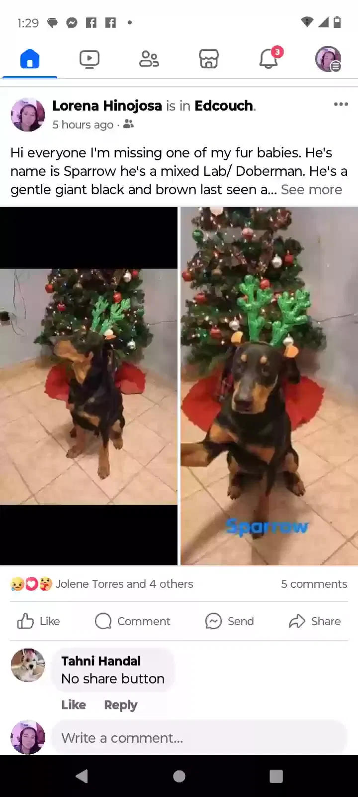 Lost dog in Edcouch, TX, 78538