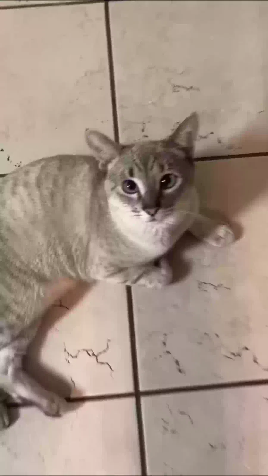 Lost cat in Mira Loma, CA, 91752