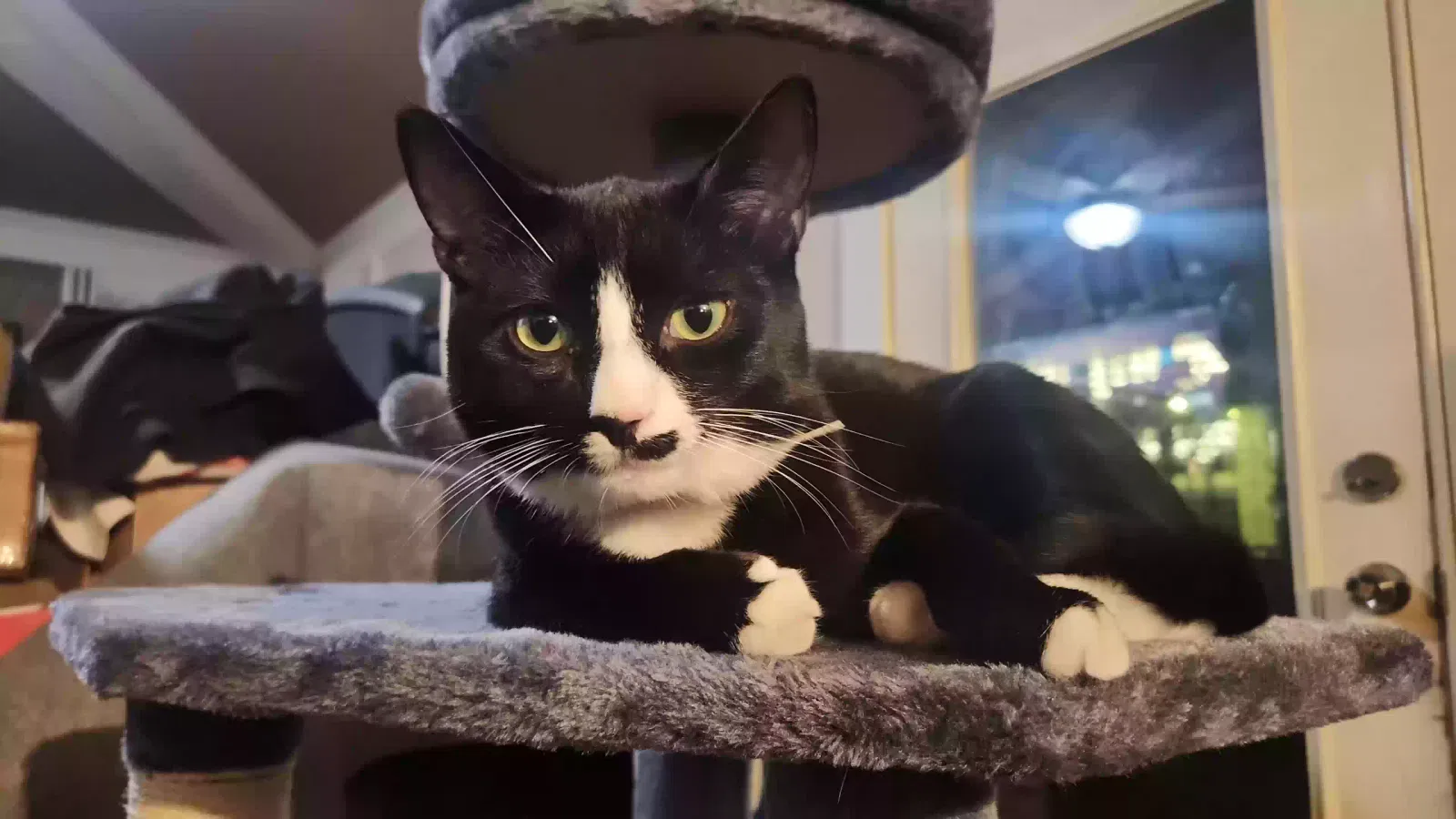 Lost cat in Marietta, GA, 30066