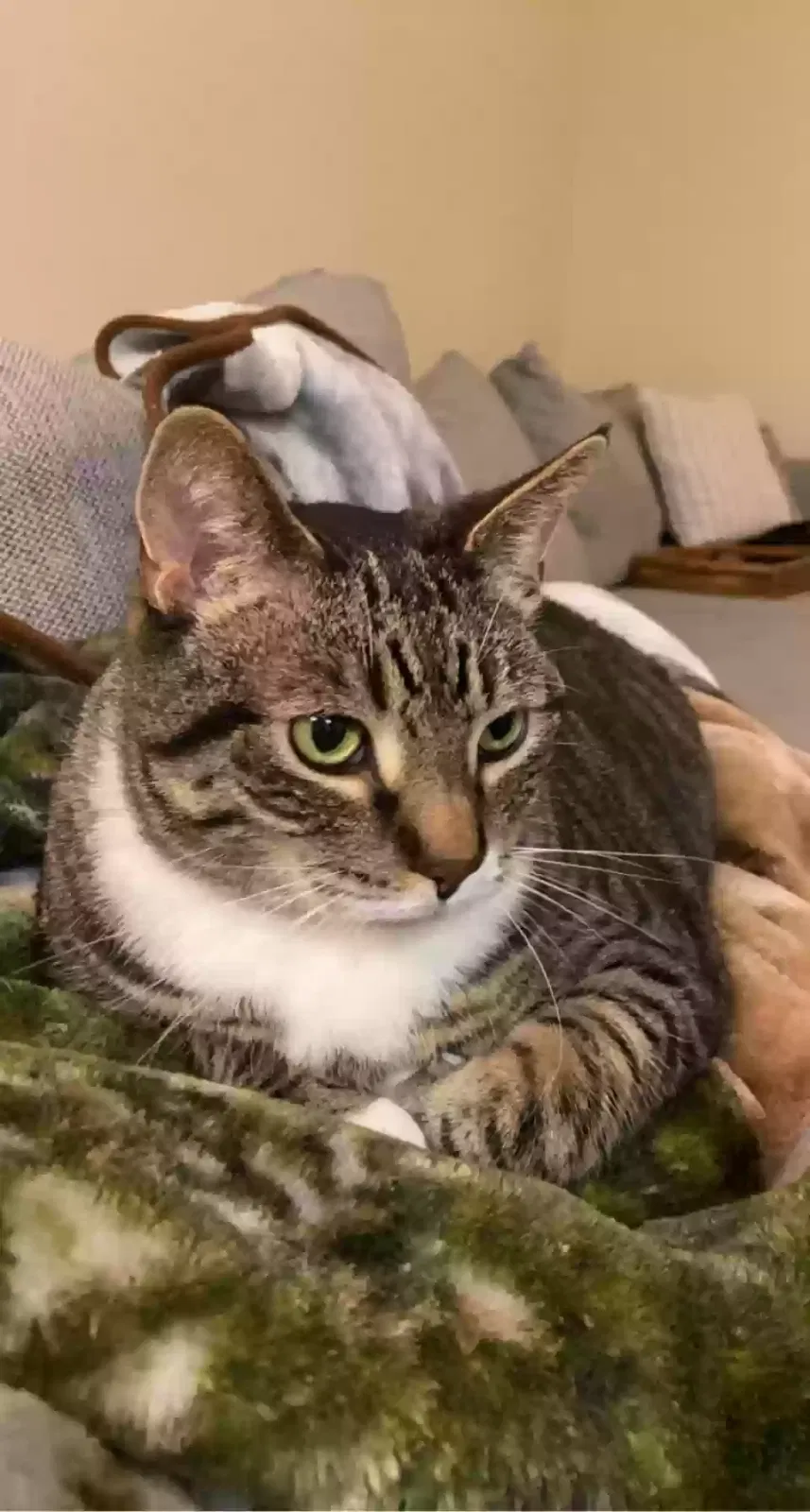 Lost cat in Franklin, WI, 53132