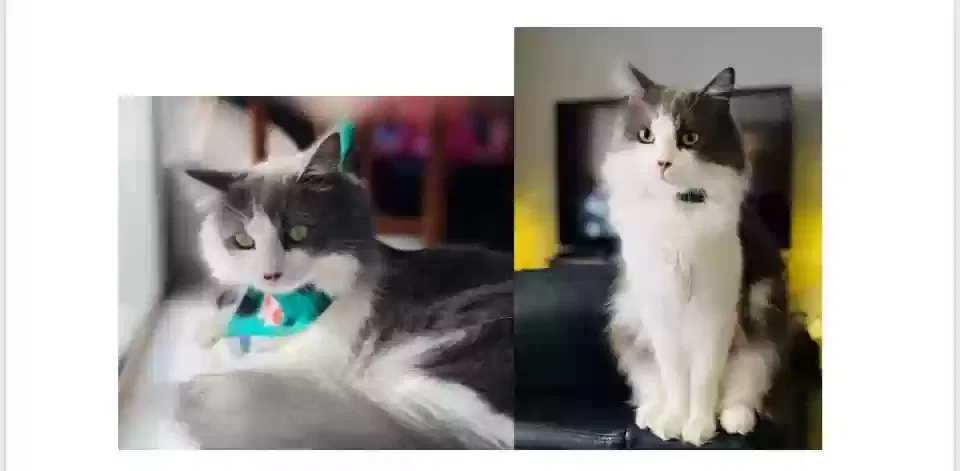Lost cat in Ontario, CA, 91761