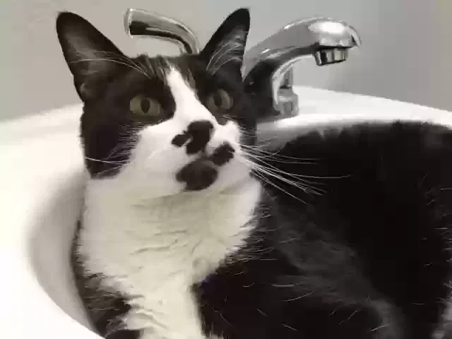 Lost cat in Oklahoma City, OK, 73107