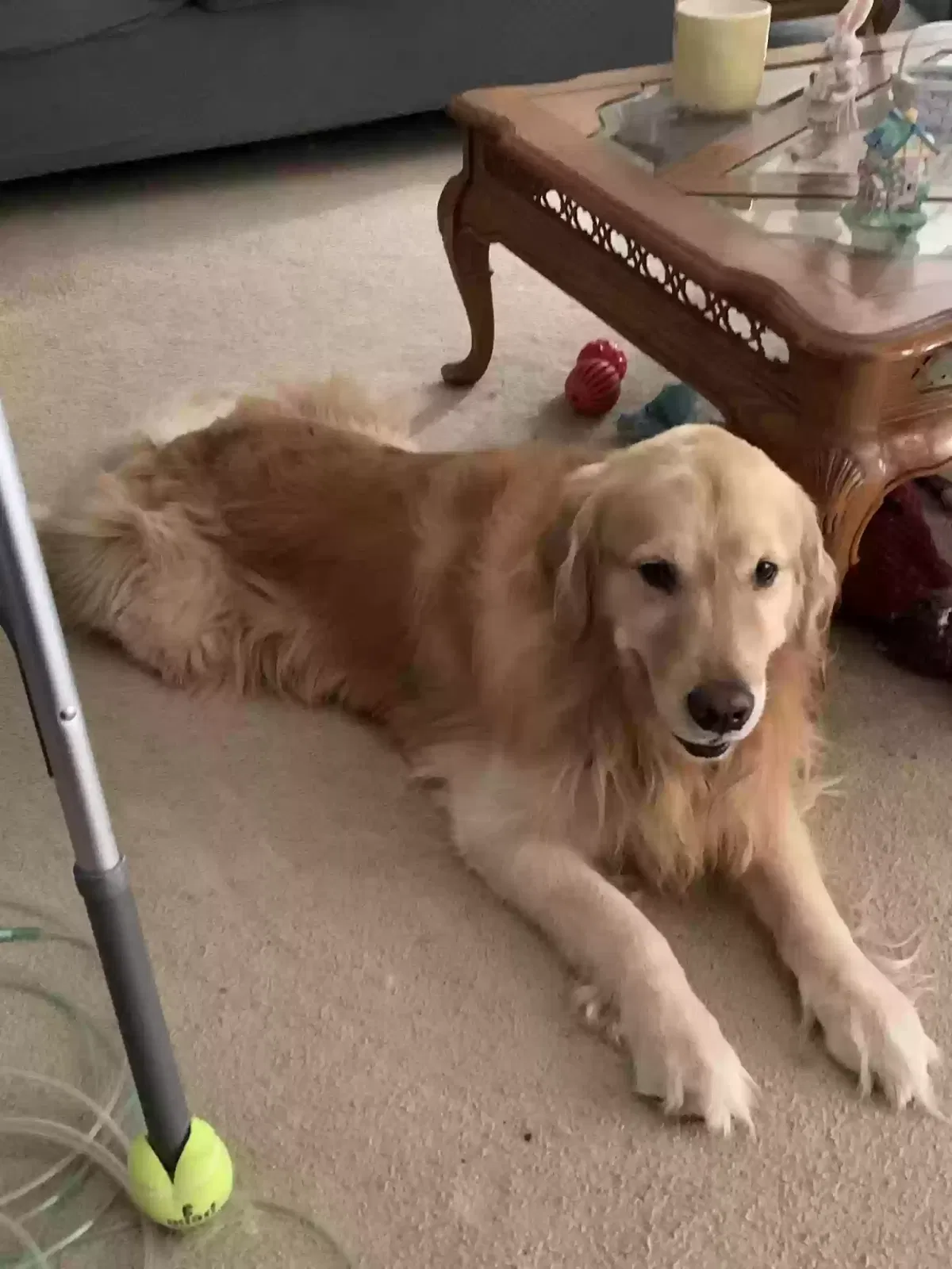 Lost dog in Jonesboro, AR, 72404