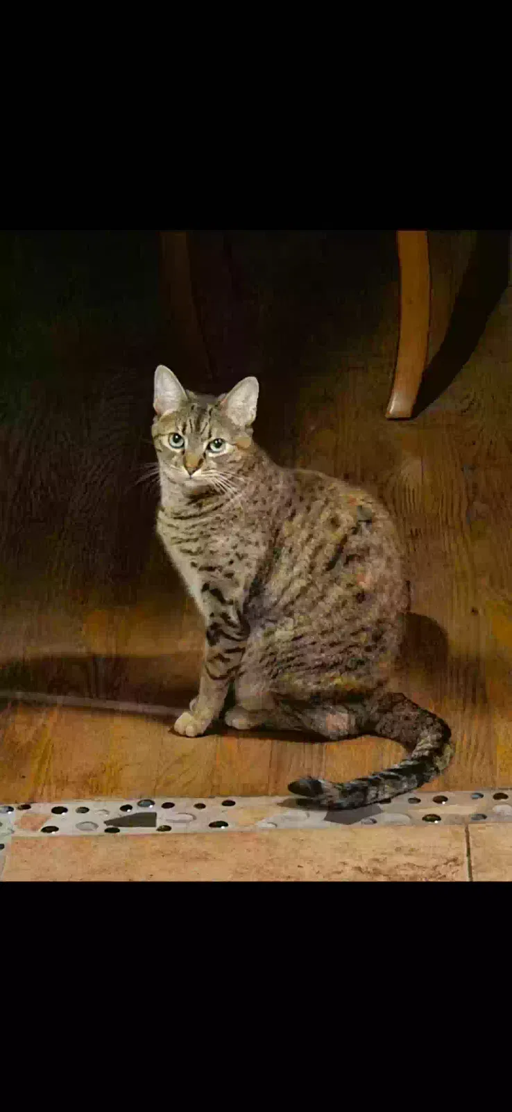 Lost cat in Kingwood, TX, 77345