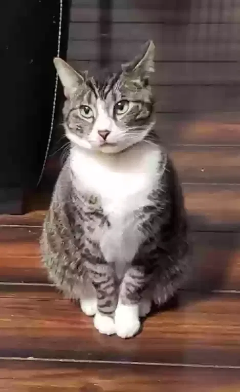Lost cat in Lexington, KY, 40511