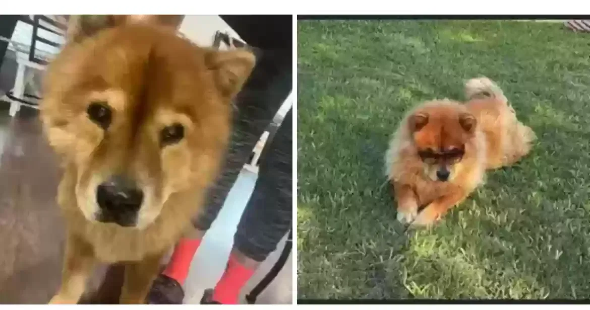 Lost dog in San Antonio, TX, 78214