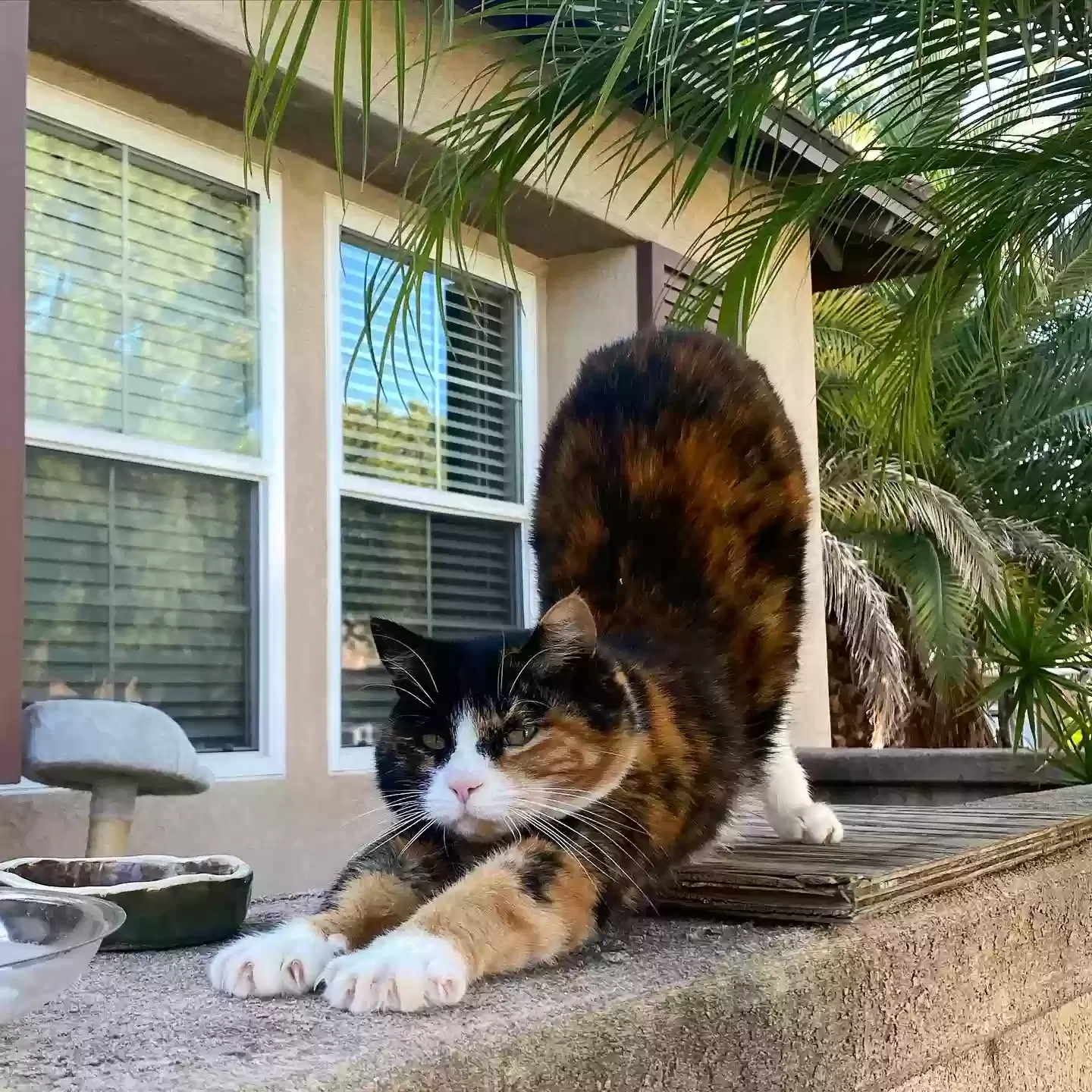 Lost cat in San Diego, CA, 92103