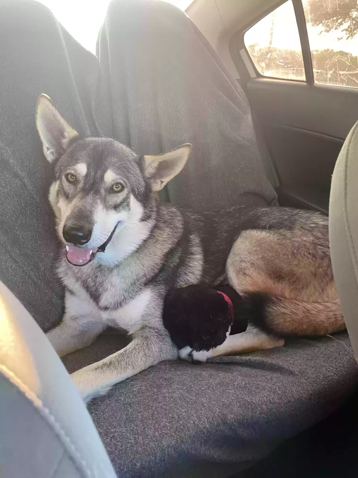 Lost dog in Conroe, TX, 77304