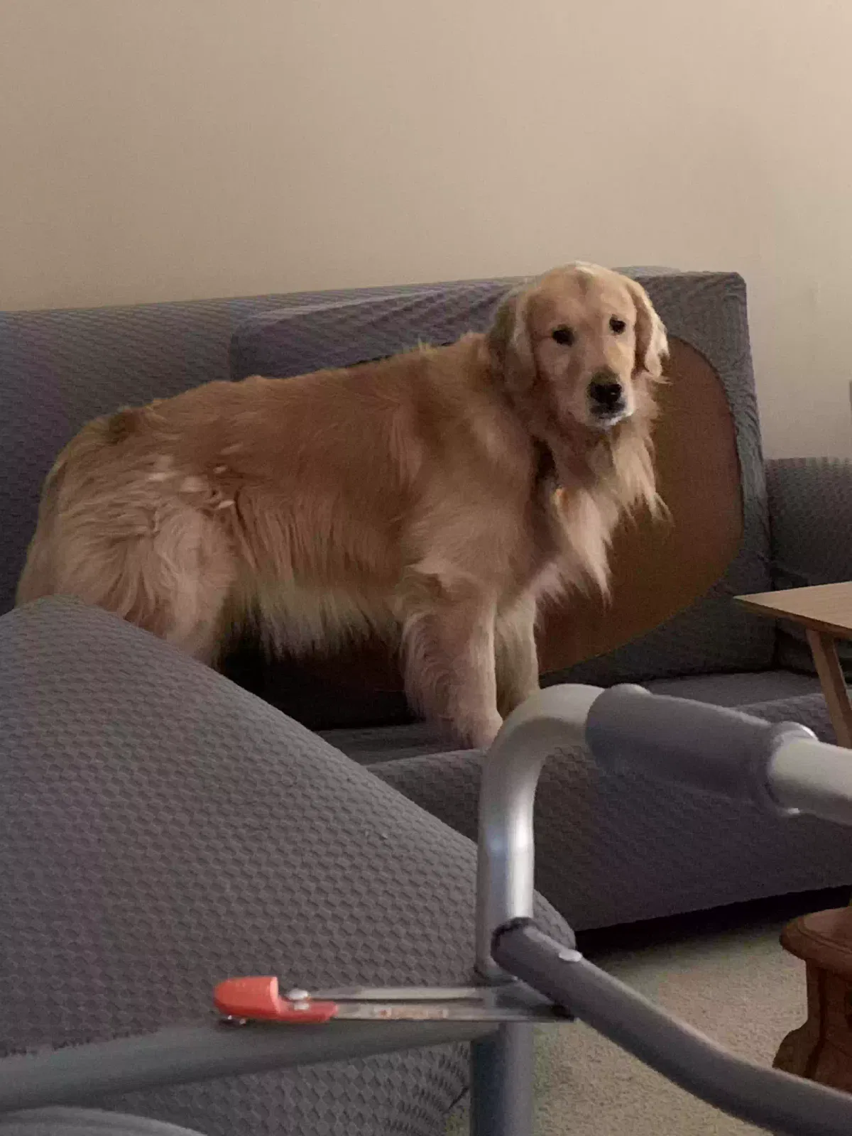 Lost dog in Jonesboro, AR, 72404