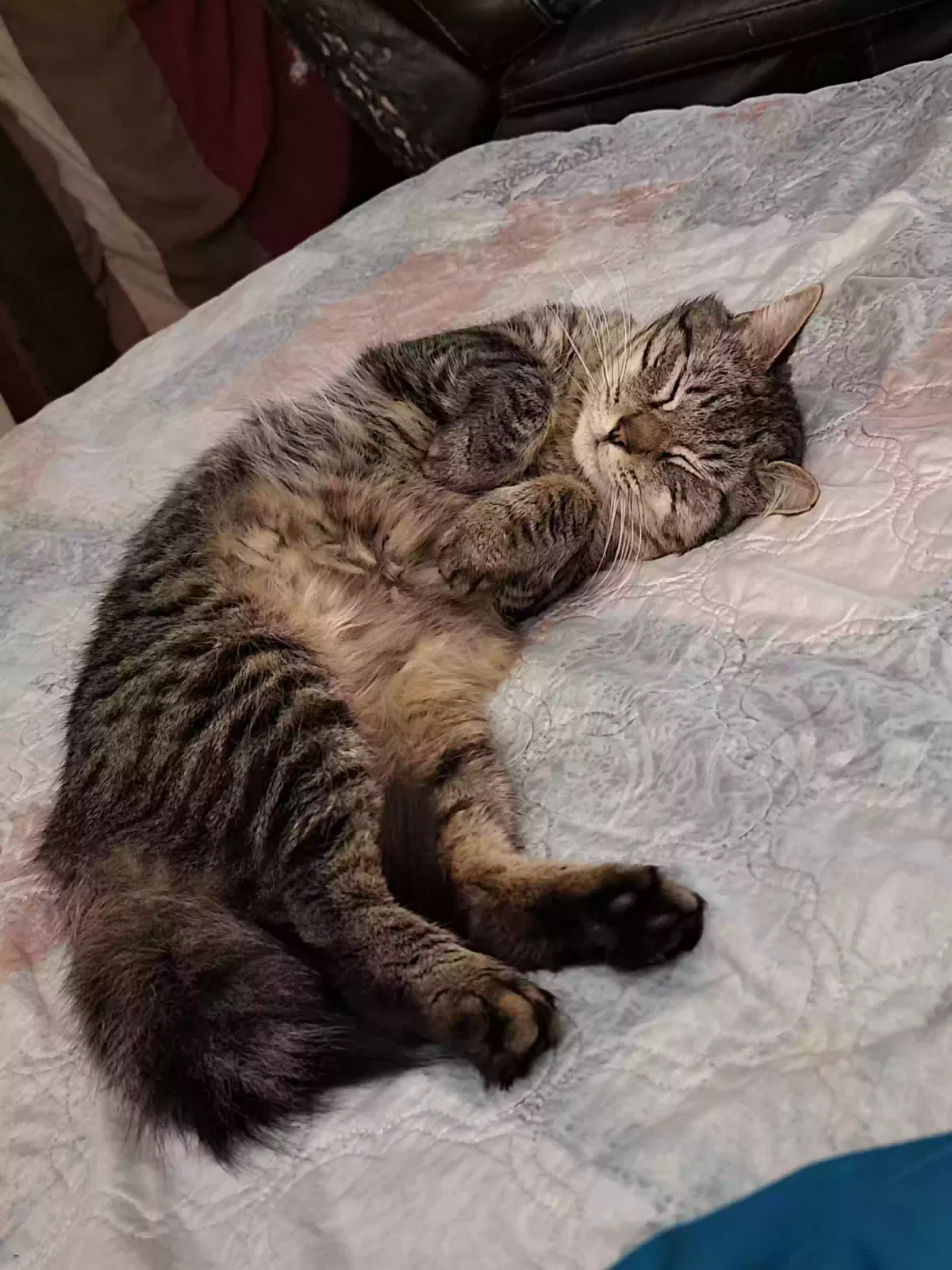 Lost cat in Pensacola, FL, 32506