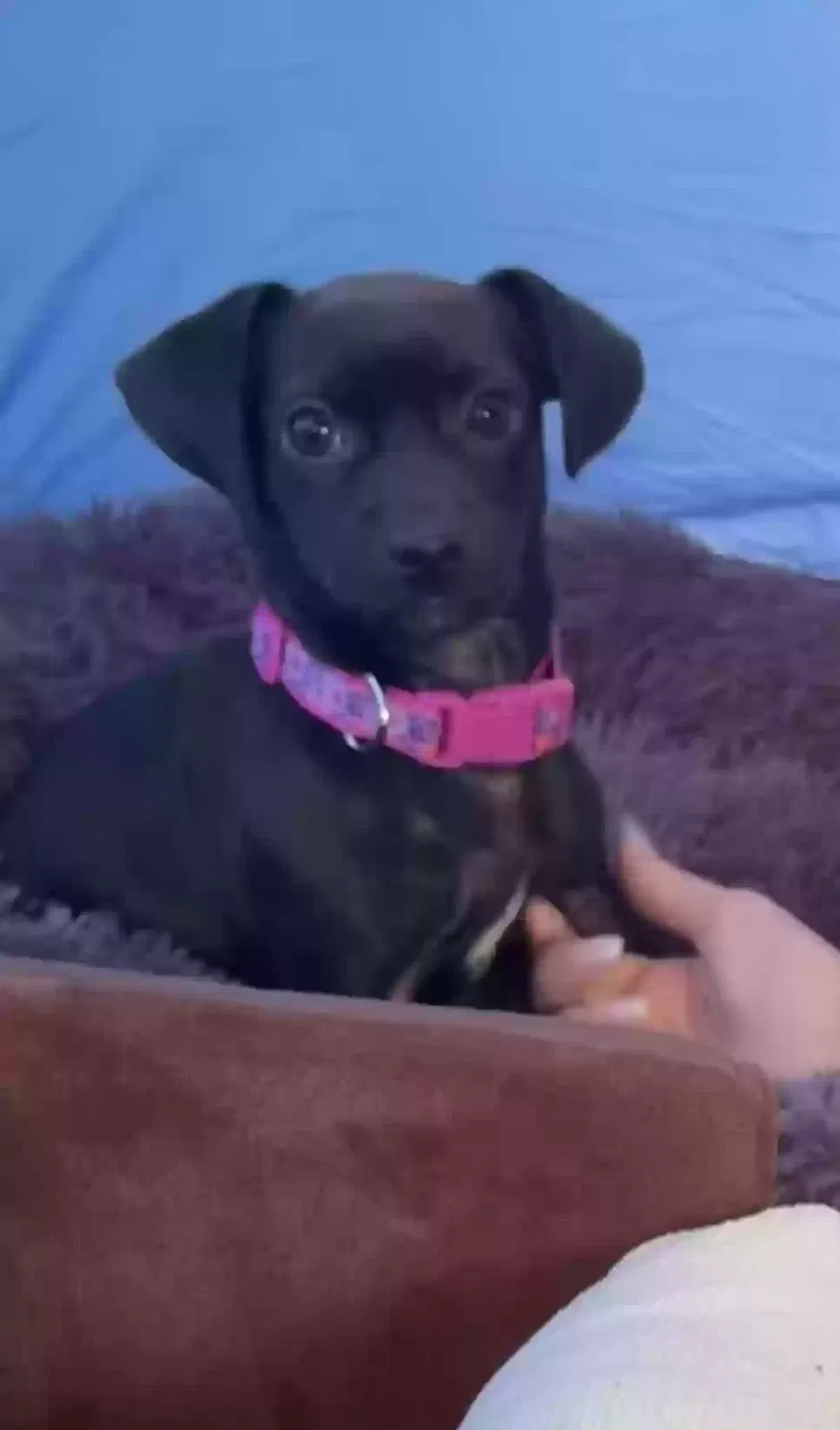 Lost dog in Las Vegas, NV, 89143