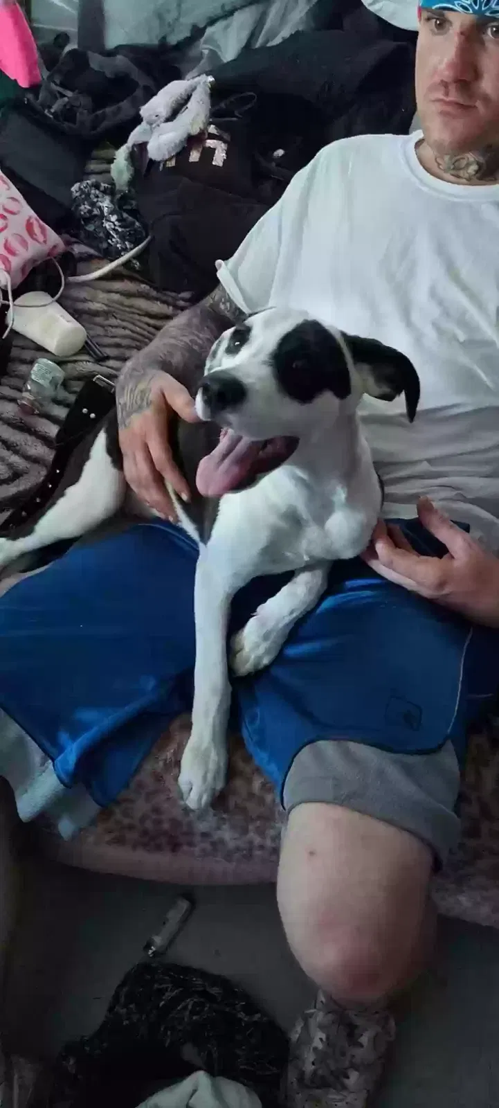 Lost dog in Patterson, IA, 50218
