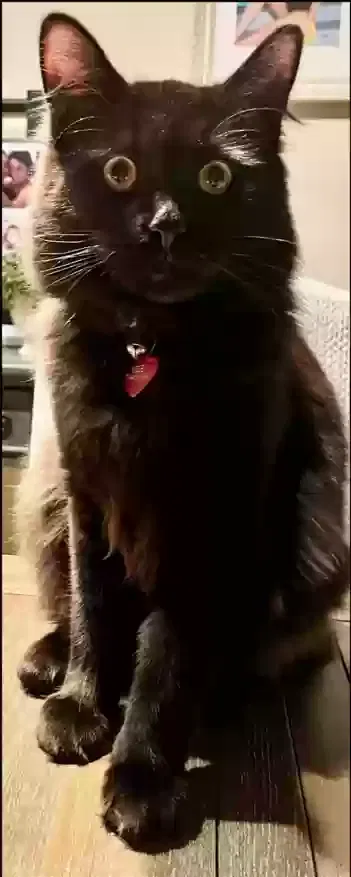 Lost cat in Fullerton, CA, 92835