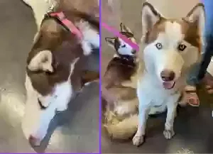 Found dog in Ripon, CA, 95366
