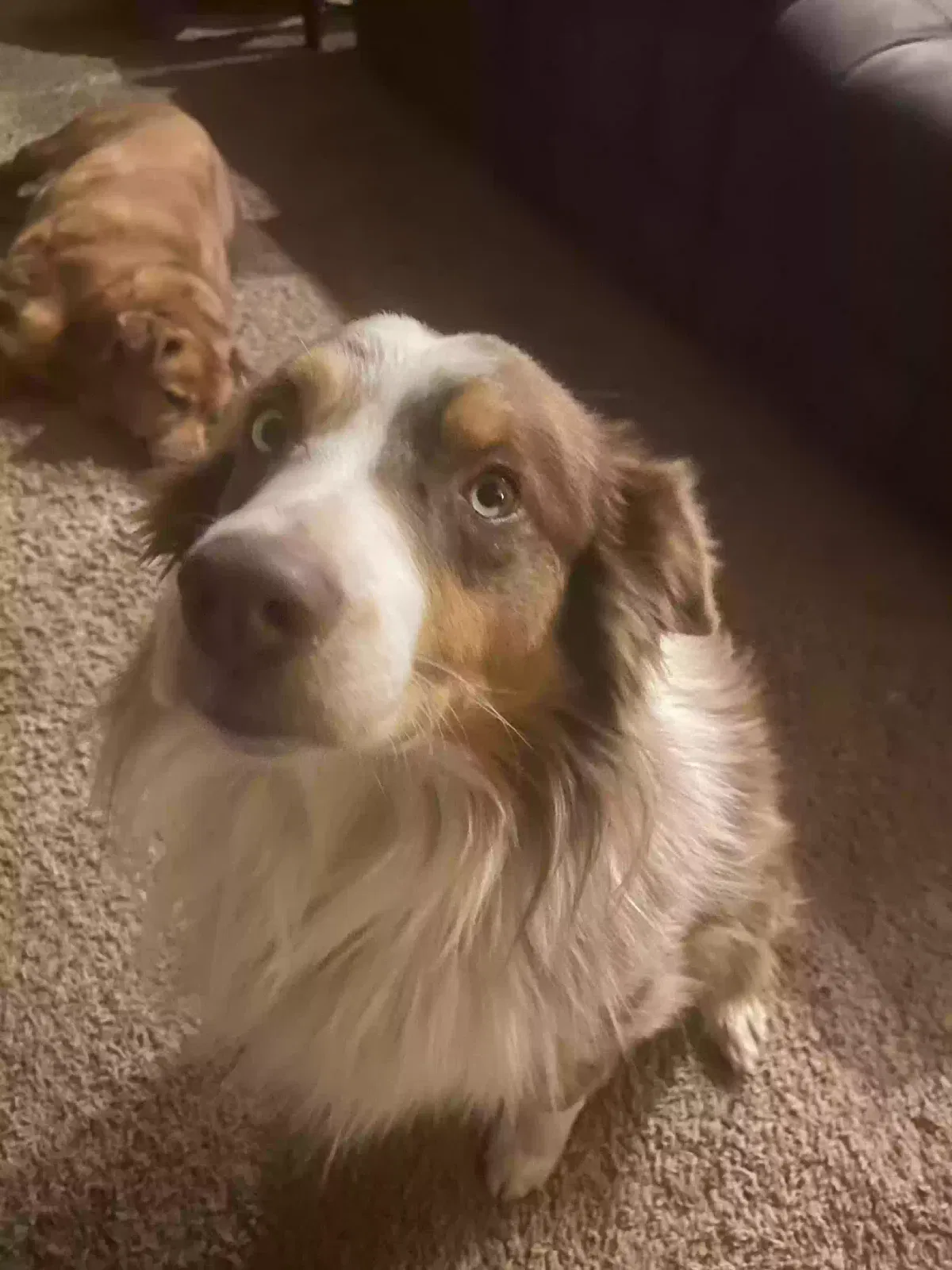 Lost dog in Mustang, OK, 73064