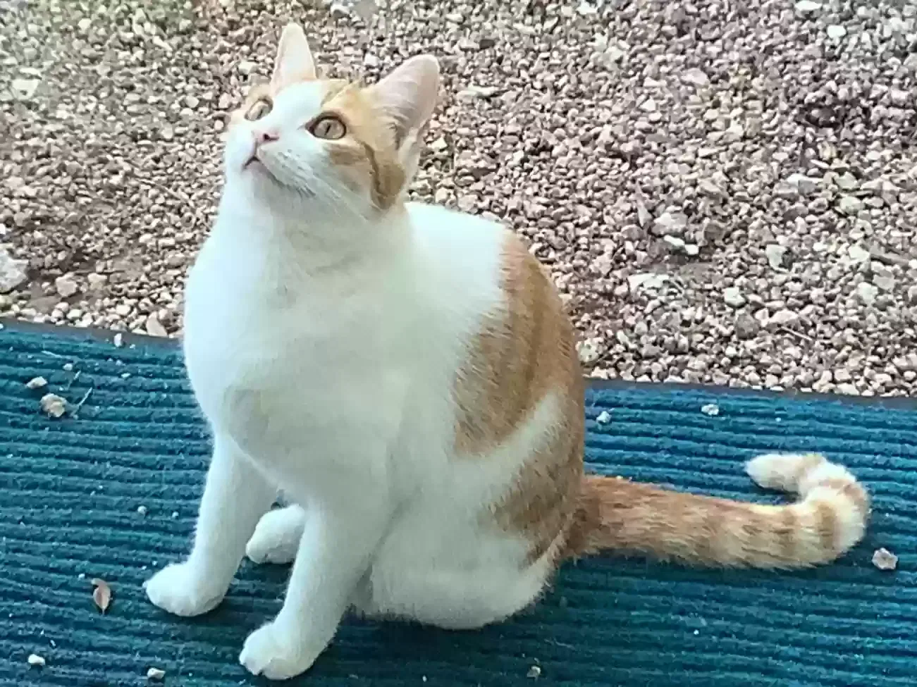 Lost cat in Wimberley, TX, 78676
