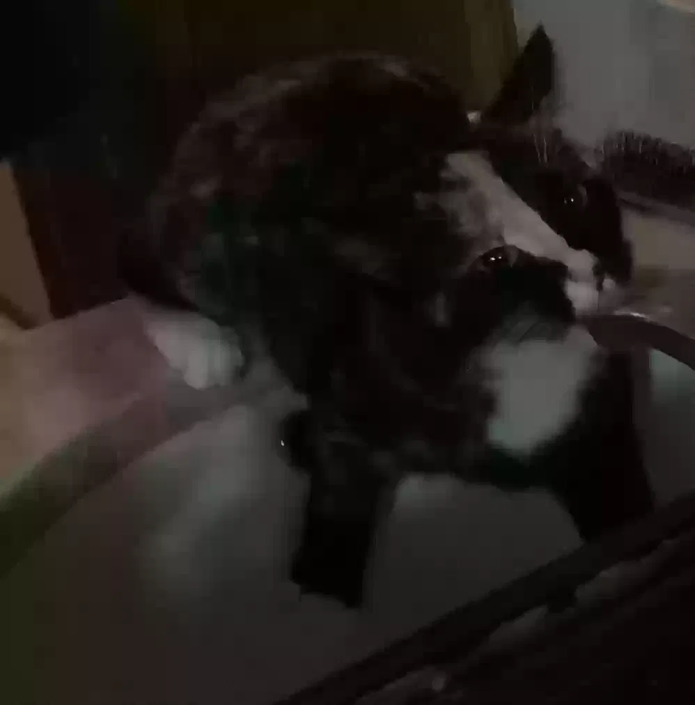 Lost cat in Minneapolis, MN, 55434