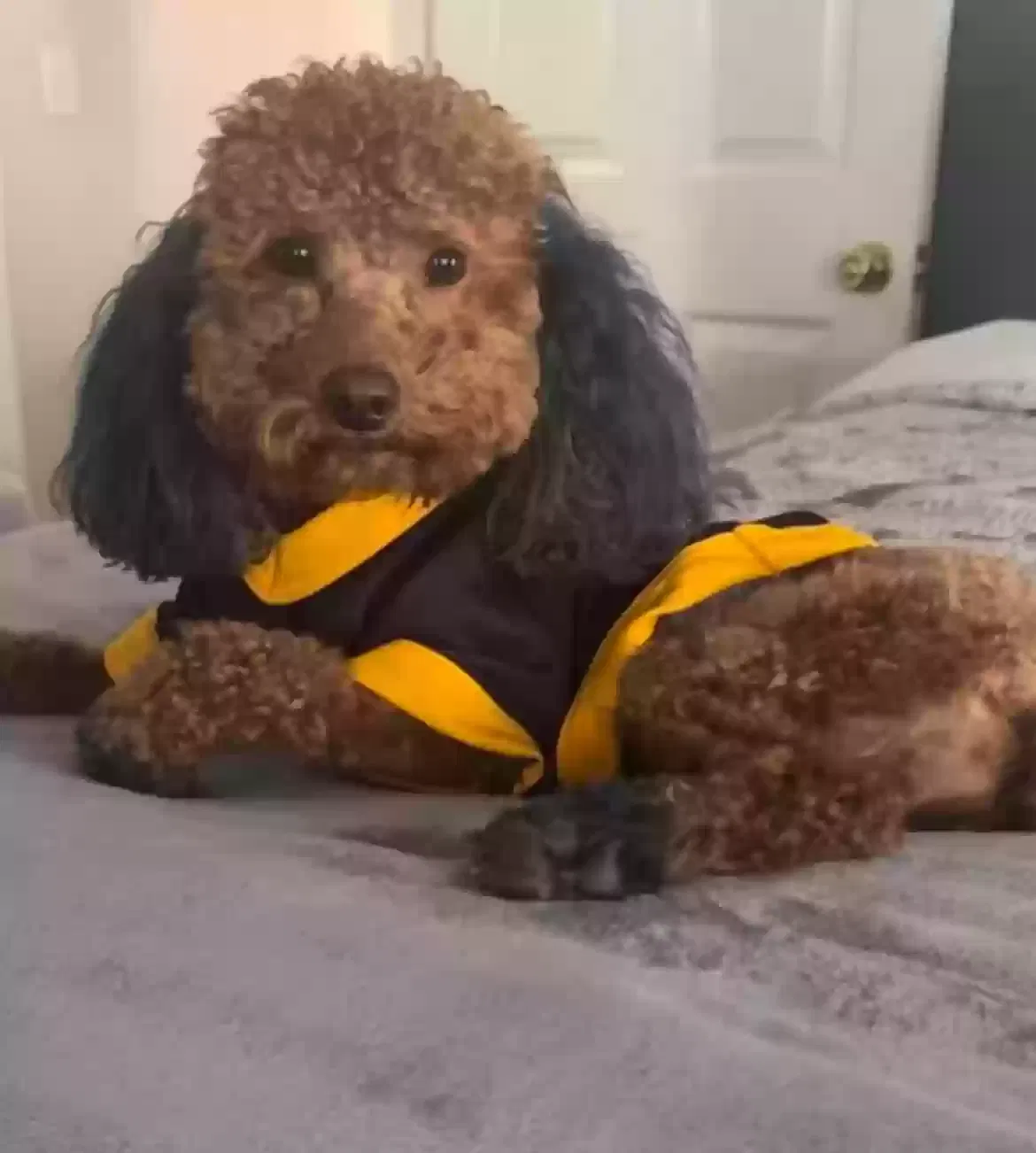 Lost dog in Clinton, MS, 39056