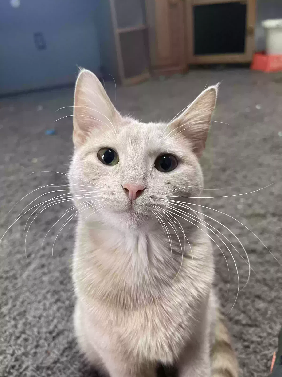 Lost cat in West Bloomfield, MI, 48324