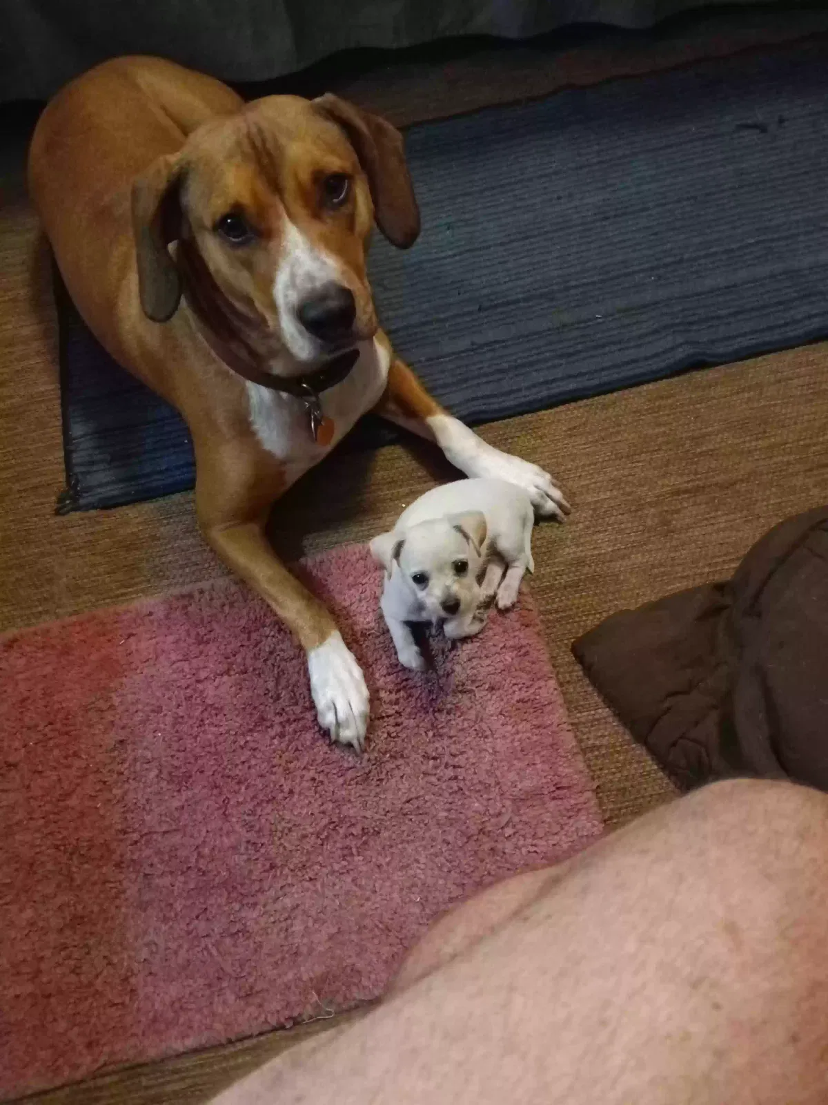Lost dog in Paisley, FL, 32767