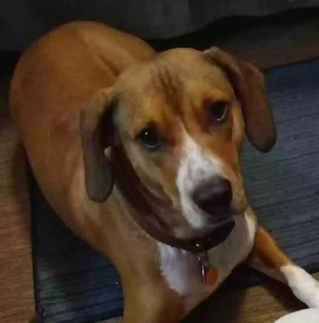 Lost dog in Paisley, FL, 32767