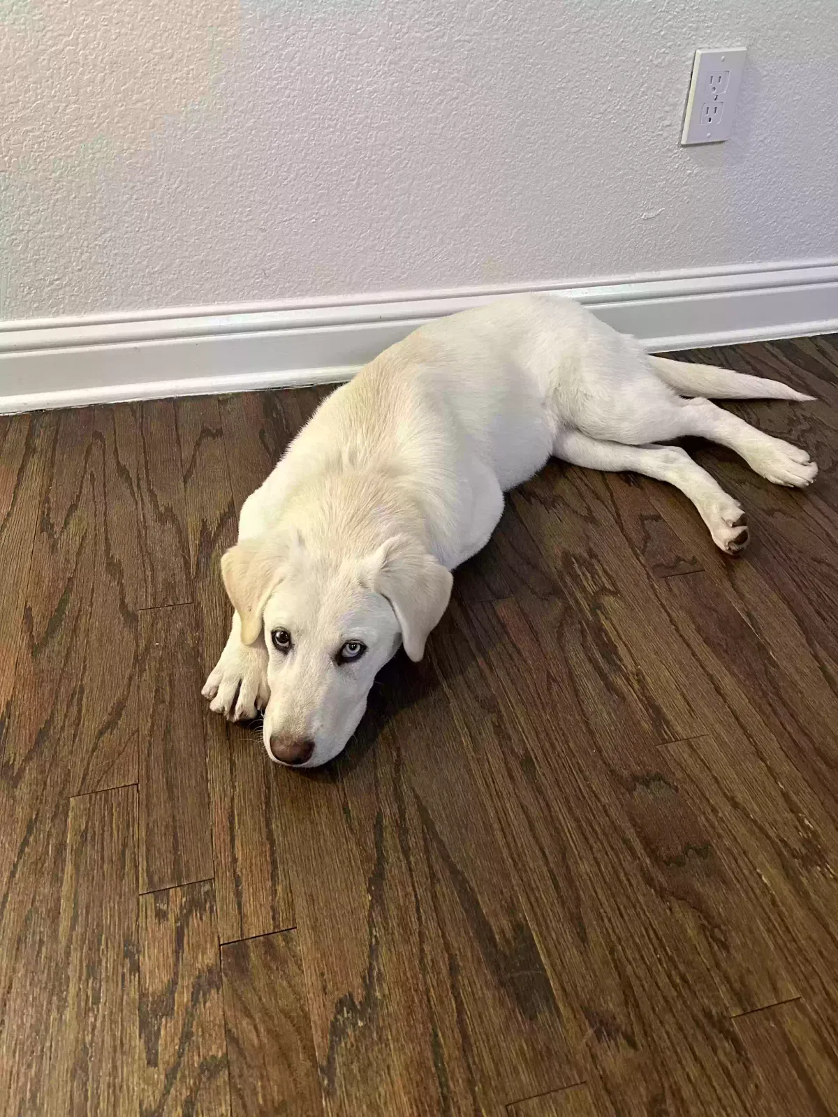 Found dog in Dallas, TX, 75238