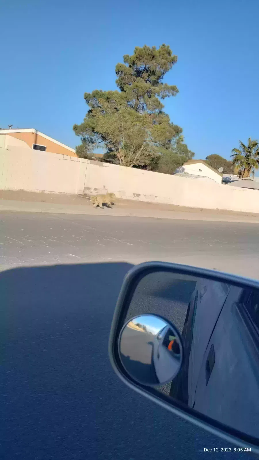 Found dog in Las Vegas, NV, 89115