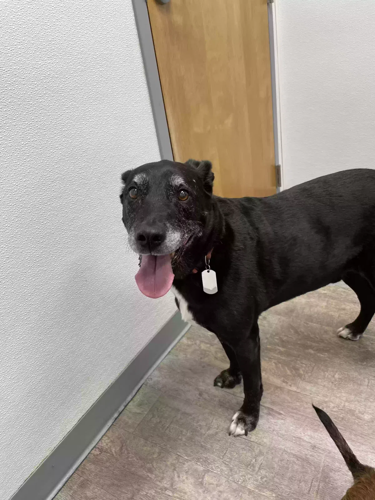 Lost dog in Mckinney, TX, 75071