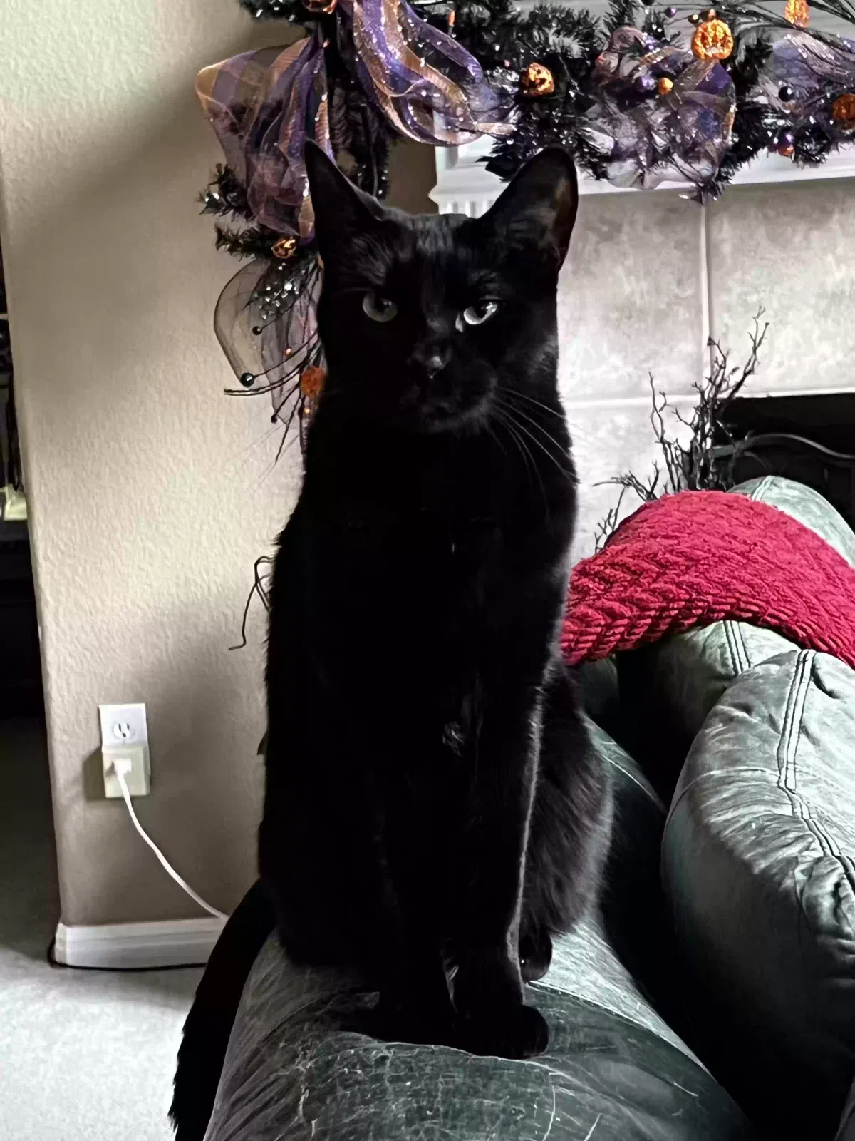 Lost cat in Cedar Park, TX, 78613