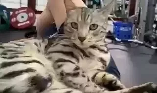 Lost cat in Colorado Springs, CO, 80916