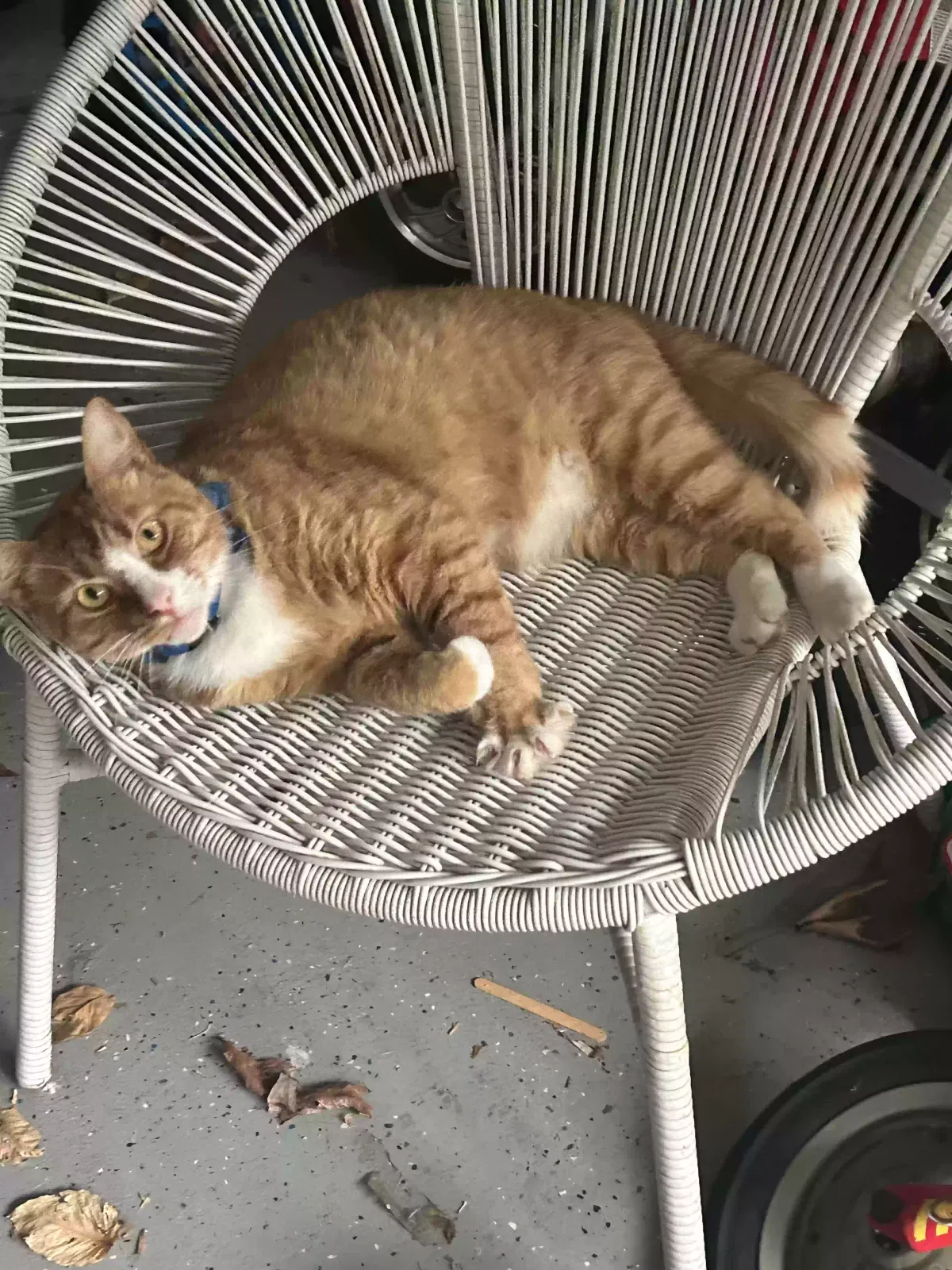 Lost cat in Matthews, NC, 28104
