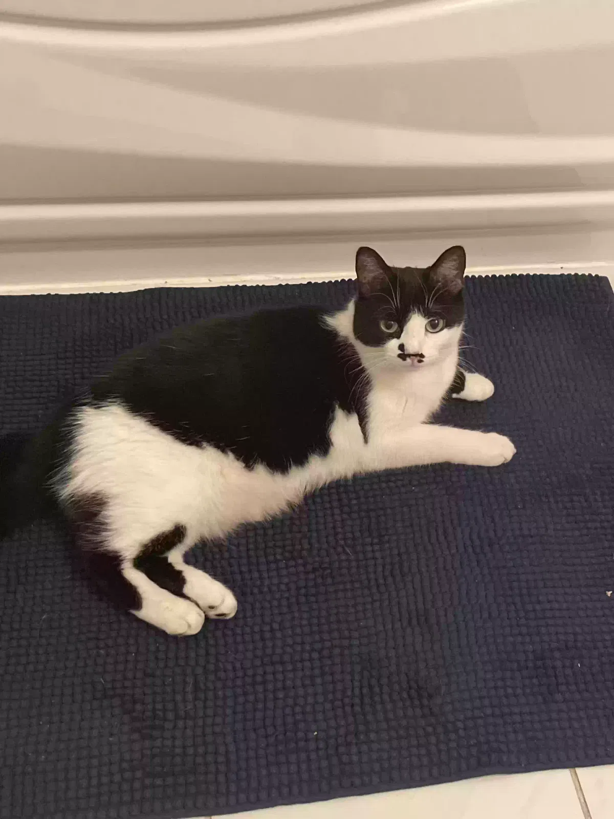 Lost cat in San Francisco, CA, 94131