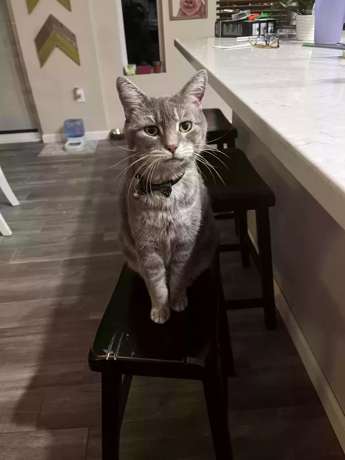 Lost cat in Tucson, AZ, 85713