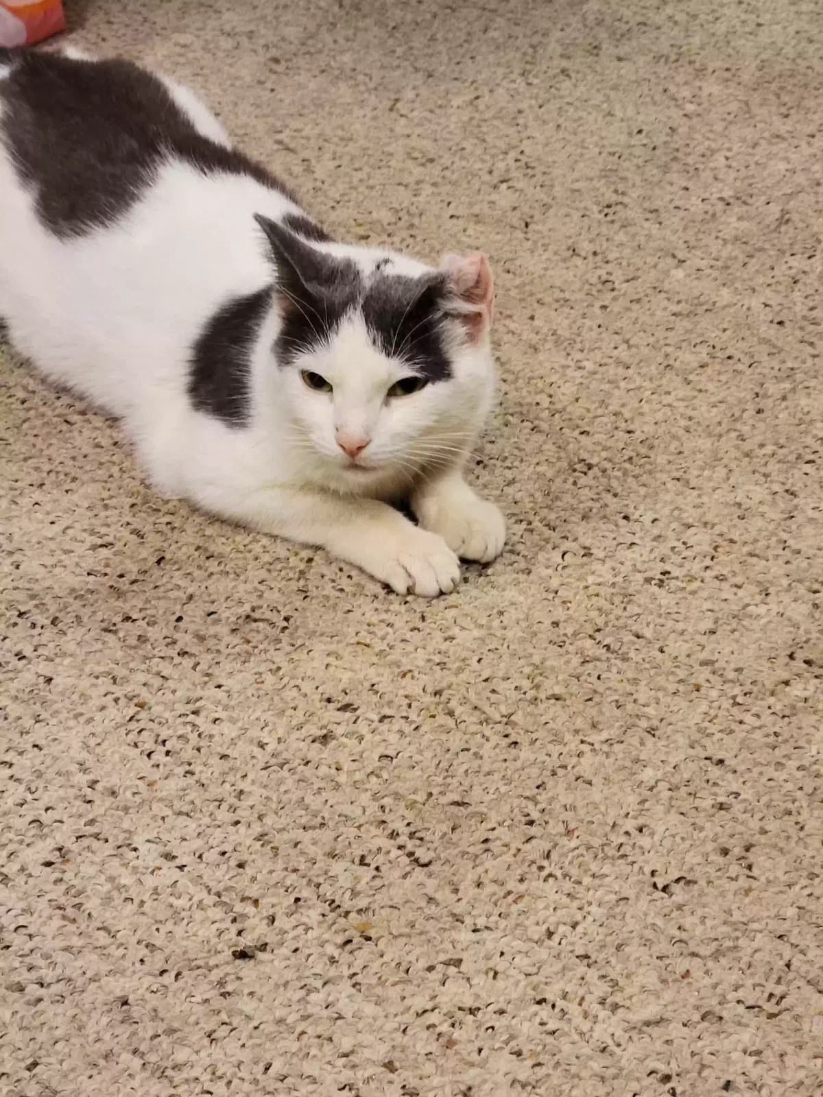 Found cat in Rochester, NY, 14616