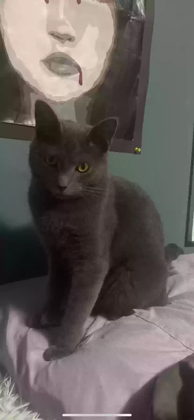 Lost cat in Fairfield, OH, 45014