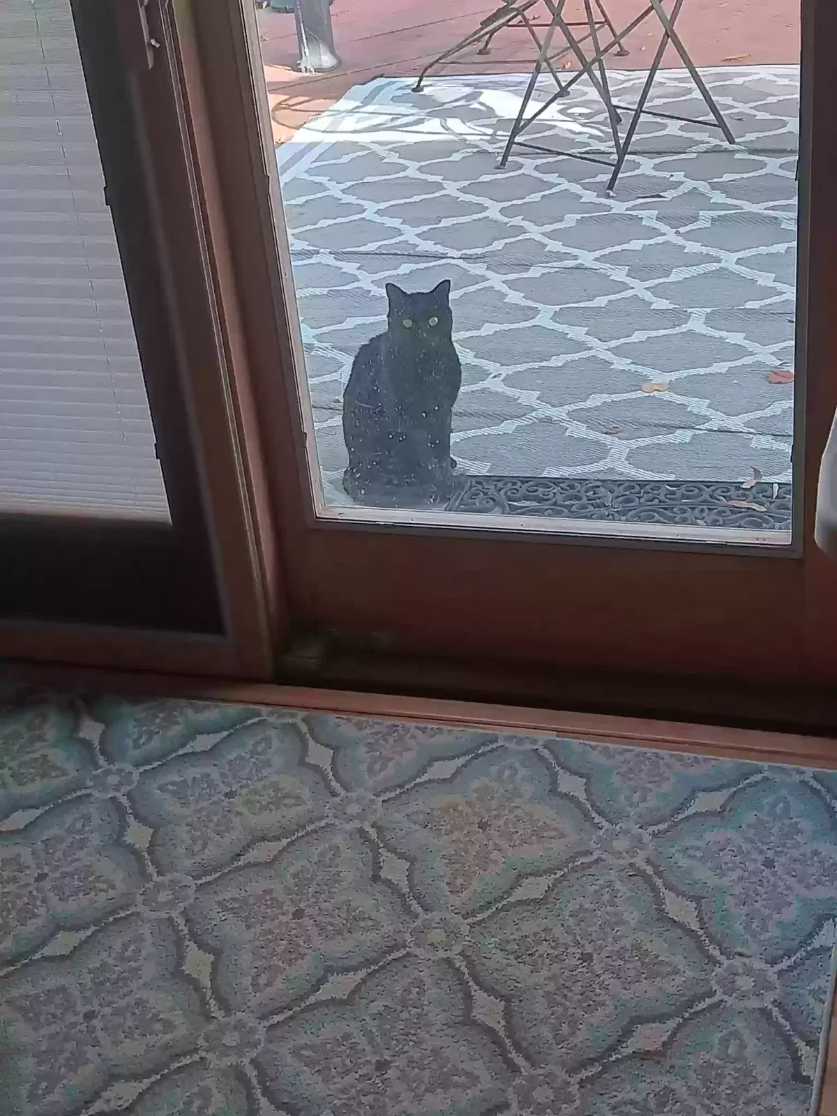 Found cat in Greensboro, NC, 27406